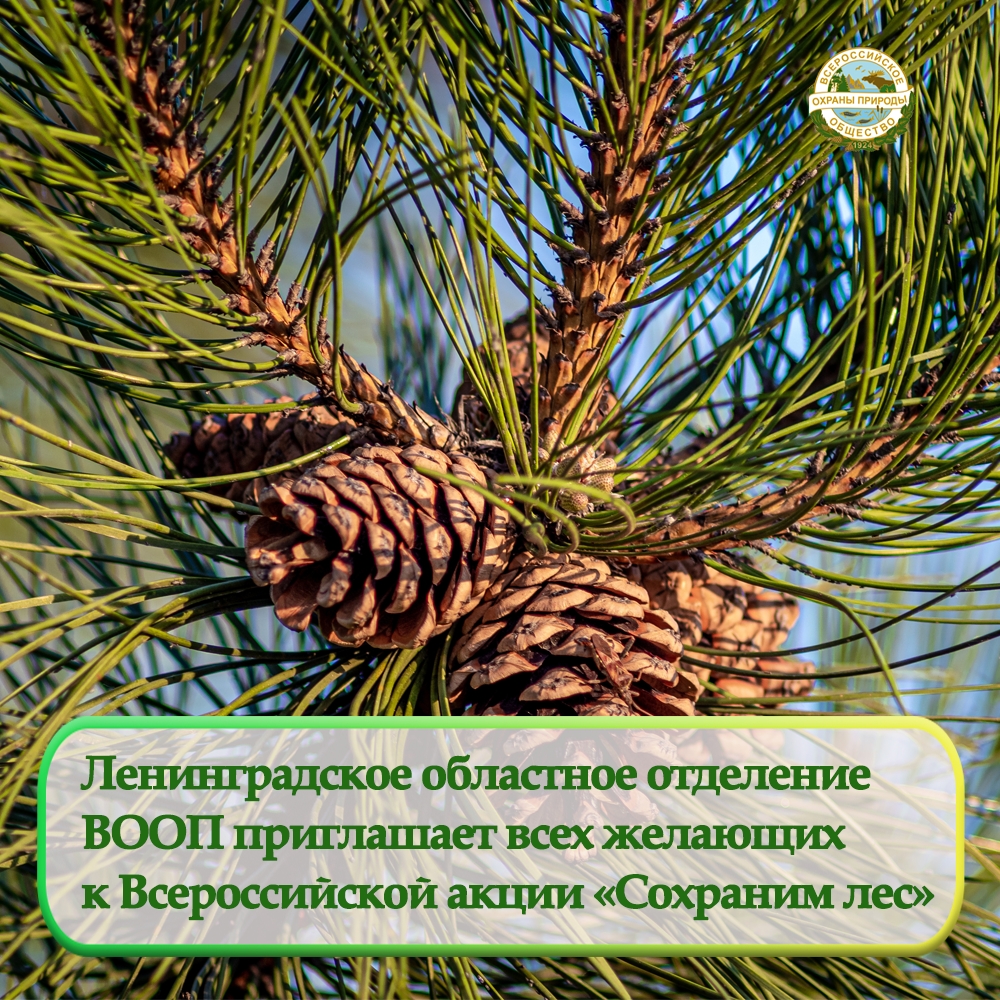 ВООП приглашает присоединиться к центральному мероприятию акции «Сохраним лес»